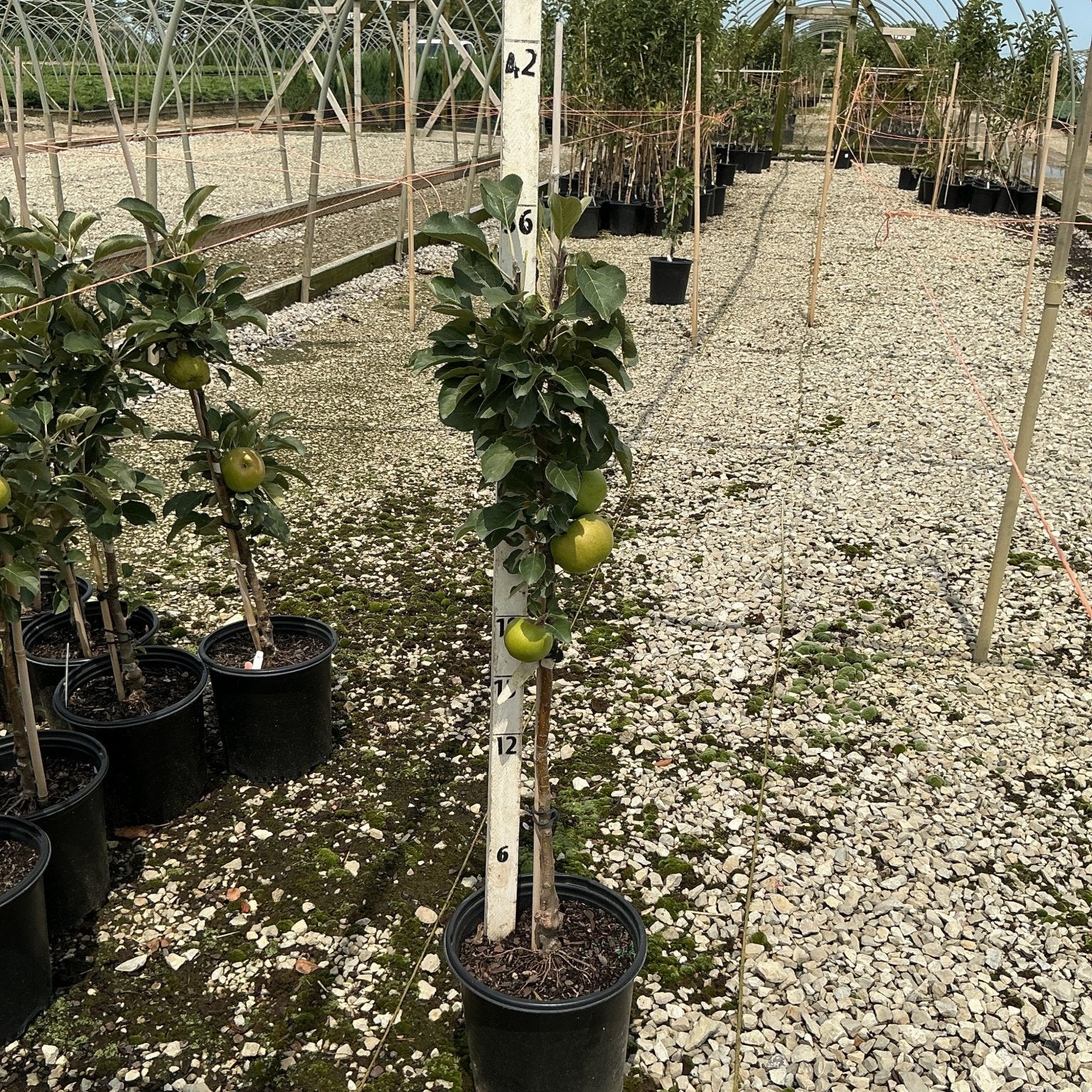 Blushing Delight columnar apple tree in a black nursery container bearing green apples, displayed in a greenhouse setting.