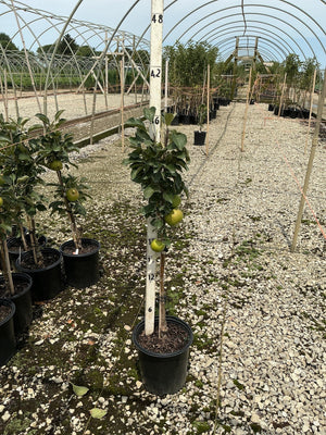 Blushing Delight columnar apple tree in a black nursery container bearing green apples, displayed in a greenhouse setting.
