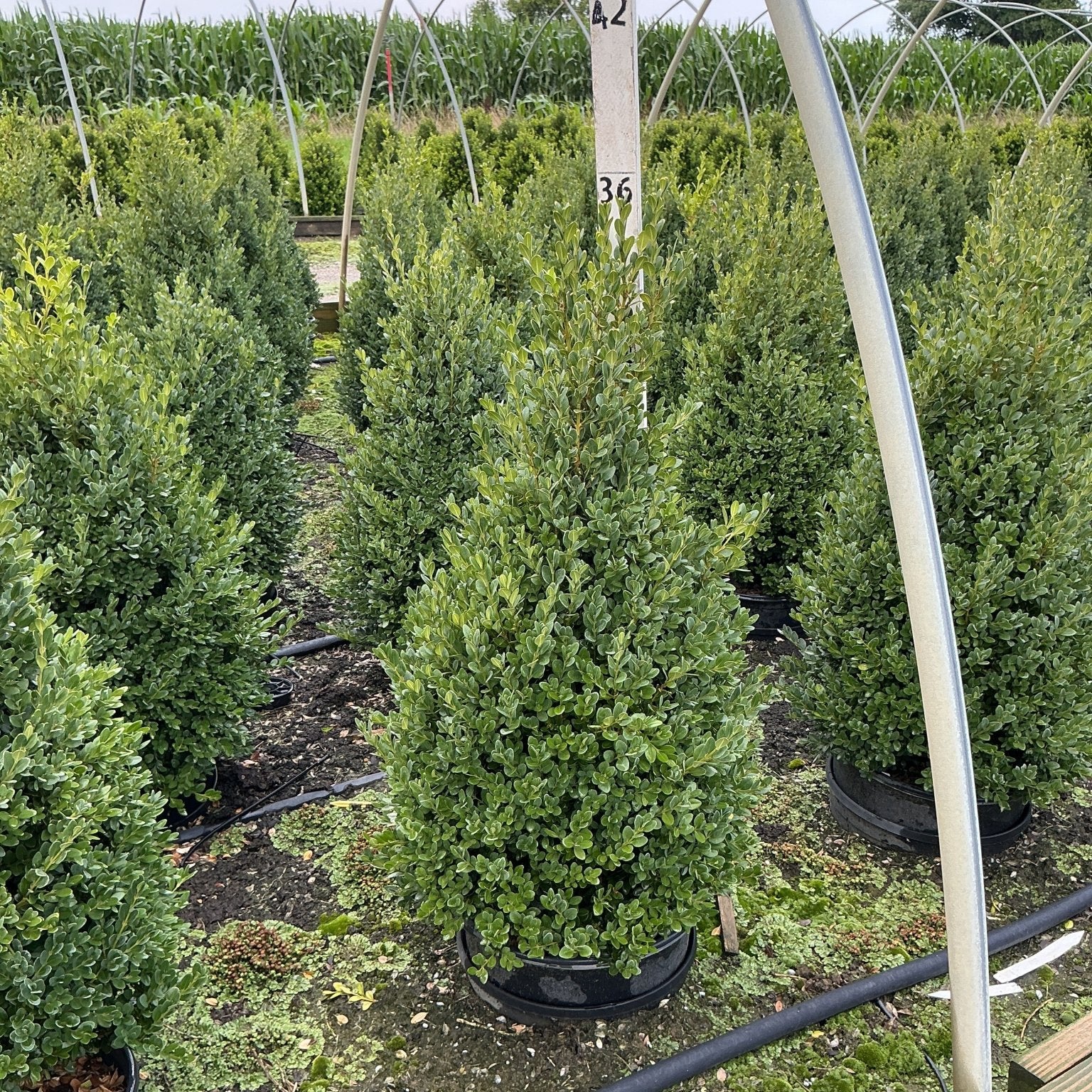 Green Mountain Boxwood pyramidal topiaries growing in black nursery containers inside a greenhouse at a plant nursery.