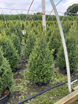 Green Mountain Boxwood pyramidal topiaries growing in black nursery containers inside a greenhouse at a plant nursery.
