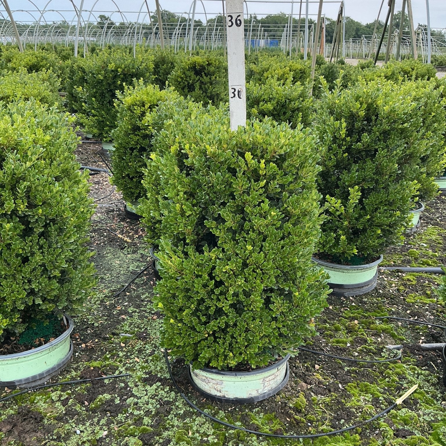 Cranberry Creek Boxwood shrubs growing in nursery containers with dense dark green foliage at a production greenhouse.