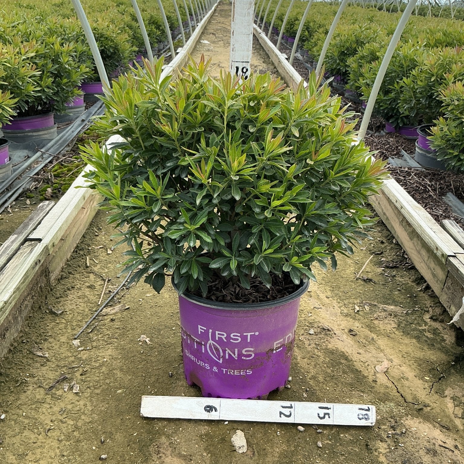 Electric Lights Red Azalea shrub in a #3 First Editions container at a nursery greenhouse, showing dense green foliage with reddish new growth.