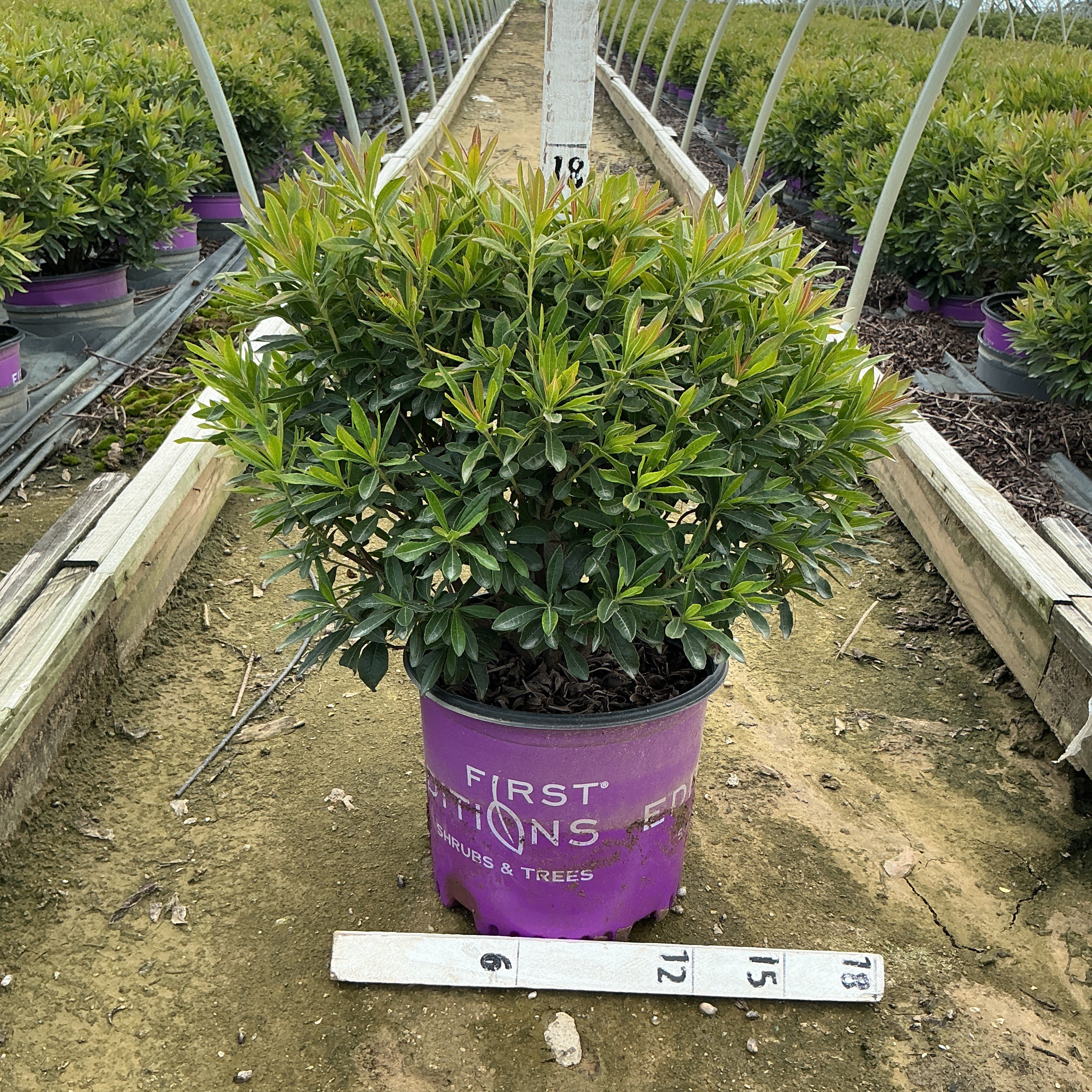 Electric Lights Red Azalea shrub in a #3 First Editions container at a nursery greenhouse, showing dense green foliage with reddish new growth.