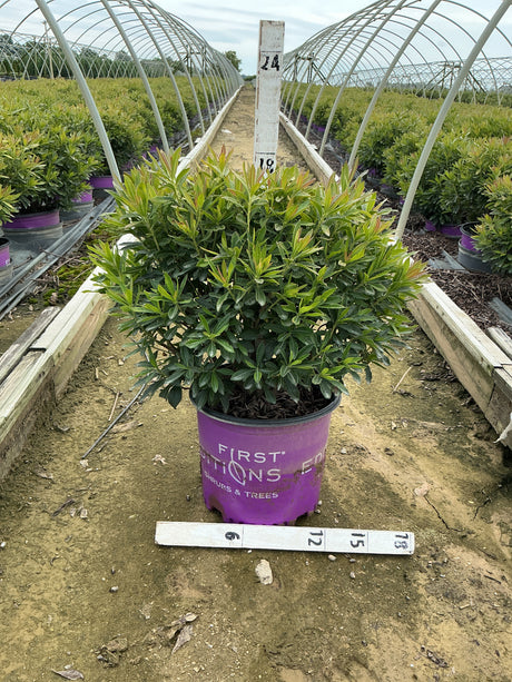 Electric Lights Red Azalea shrub in a #3 First Editions container at a nursery greenhouse, showing dense green foliage with reddish new growth.