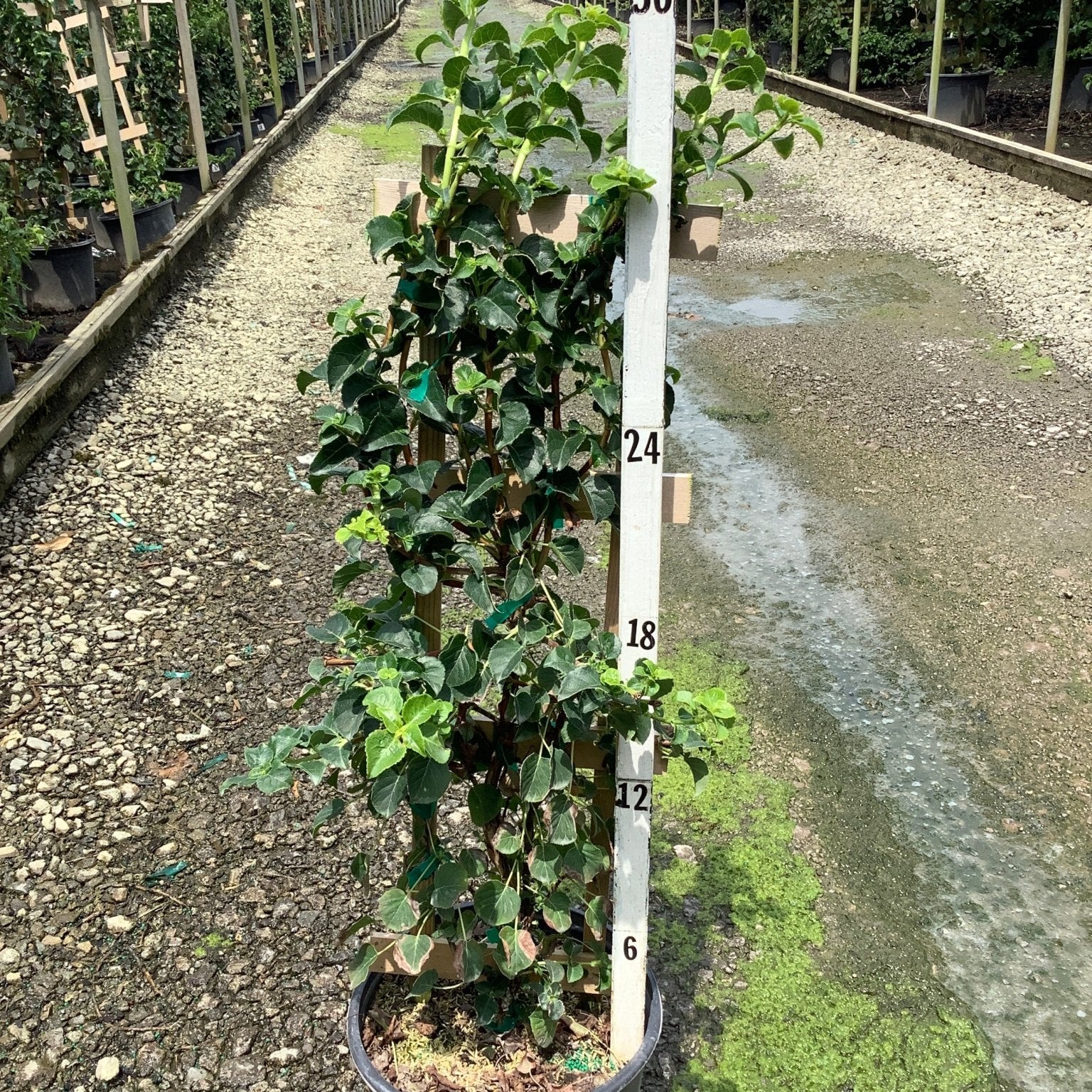 Climbing Hydrangea vine trained on a trellis in a nursery container, reaching approximately 36 inches tall.