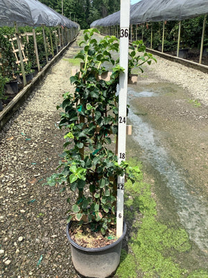 Climbing Hydrangea vine trained on a trellis in a nursery container, reaching approximately 36 inches tall.