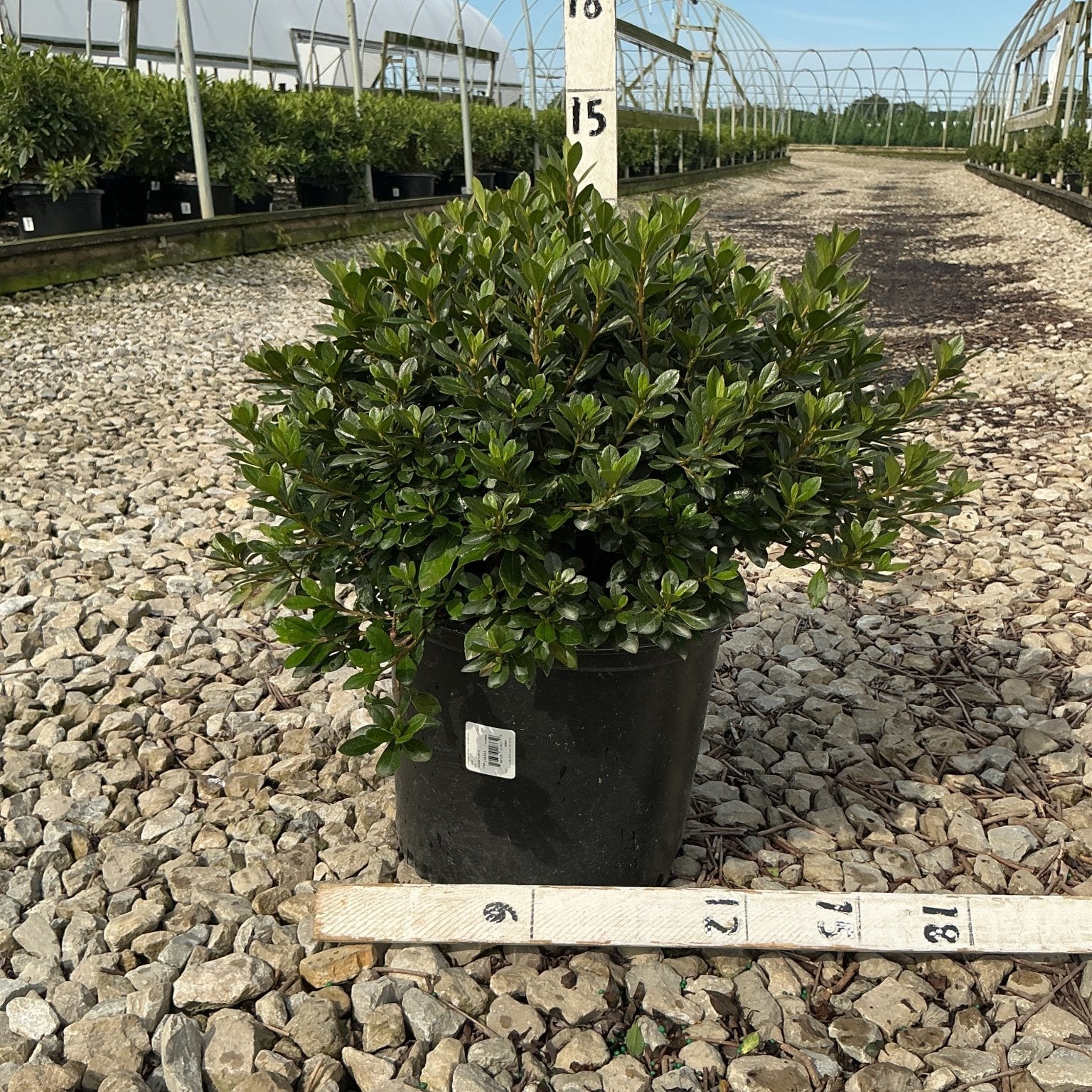 Bixby Azalea shrub in a #3 container displayed on gravel at a nursery, showing dense dark green foliage.