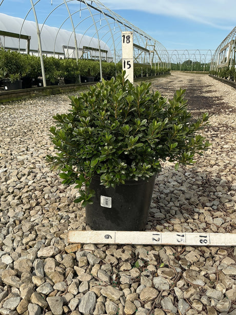 Bixby Azalea shrub in a #3 container displayed on gravel at a nursery, showing dense dark green foliage.