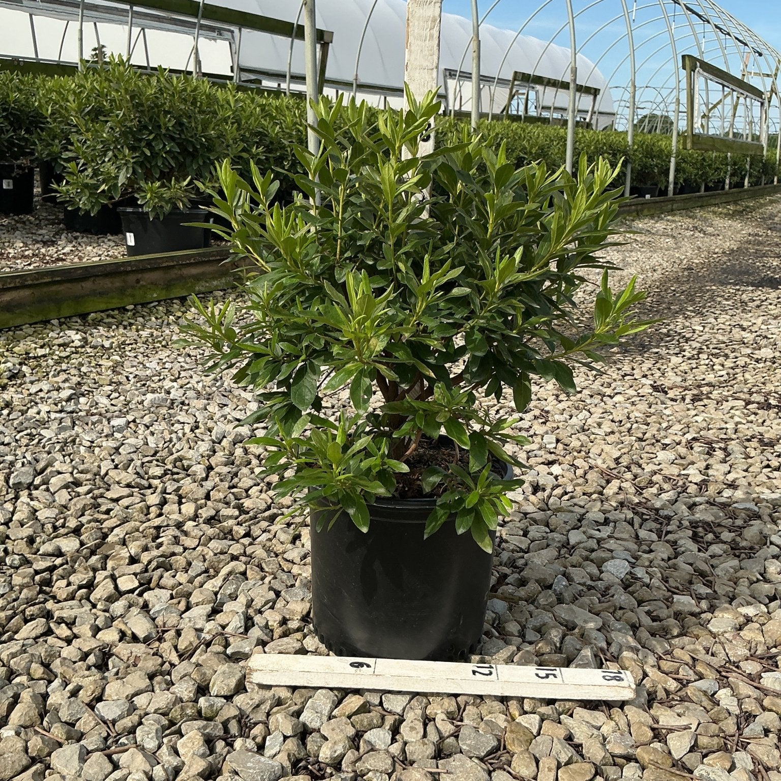 Compact Korean Rhododendron shrub in a #3 black nursery container displayed on gravel at a greenhouse nursery.