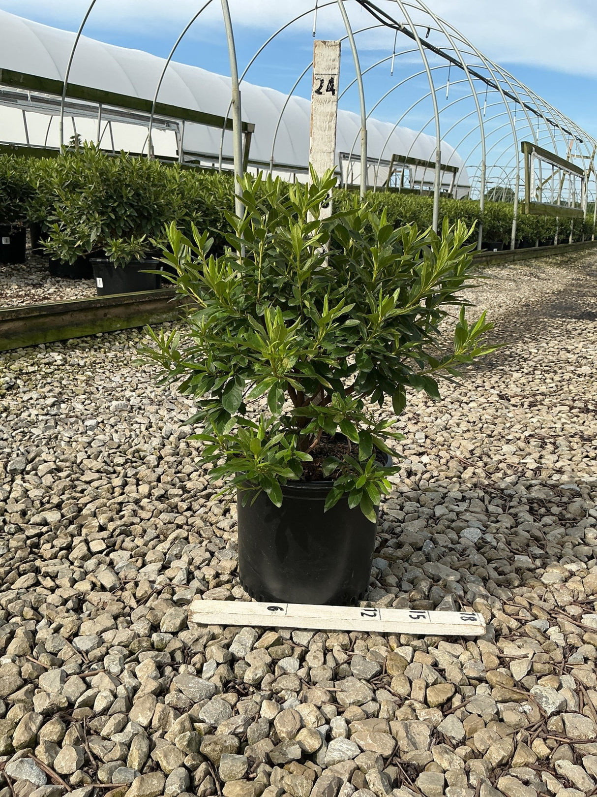 Compact Korean Rhododendron shrub in a #3 black nursery container displayed on gravel at a greenhouse nursery.