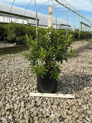Compact Korean Rhododendron shrub in a #3 black nursery container displayed on gravel at a greenhouse nursery.
