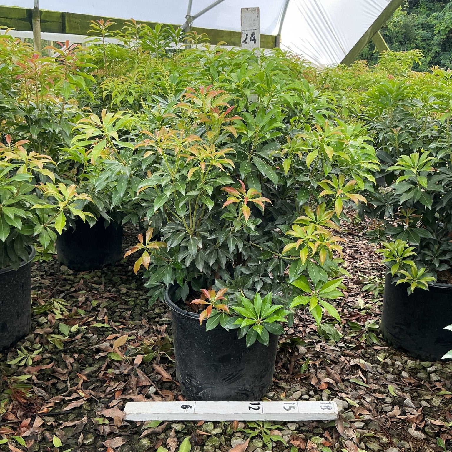 Dorothy Wycoff Pieris shrub in a #3 container showing dense green foliage with reddish new growth, displayed in a nursery greenhouse.