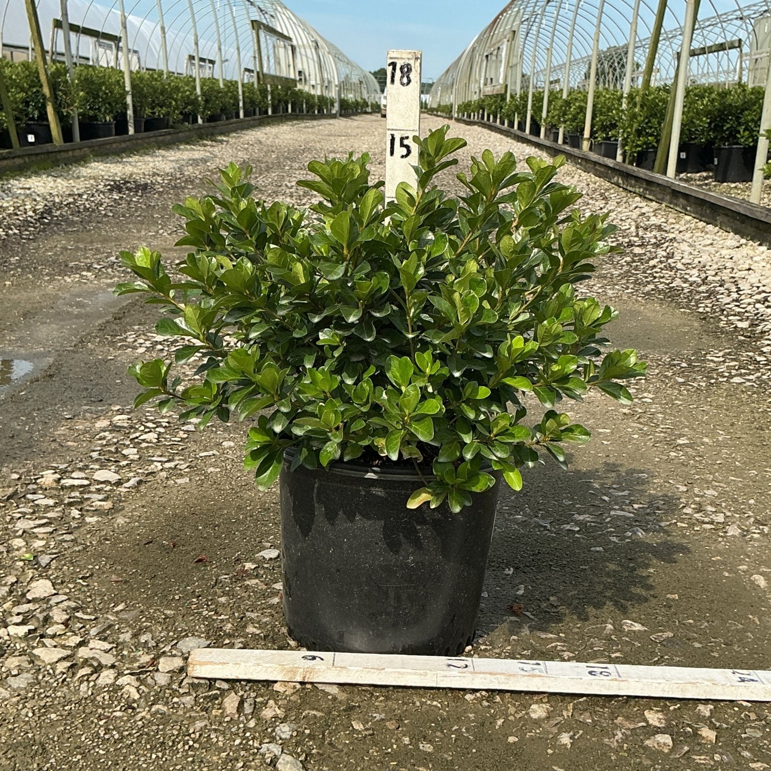 Girard's Crimson Azalea shrub in a #3 black nursery container at a greenhouse growing facility.