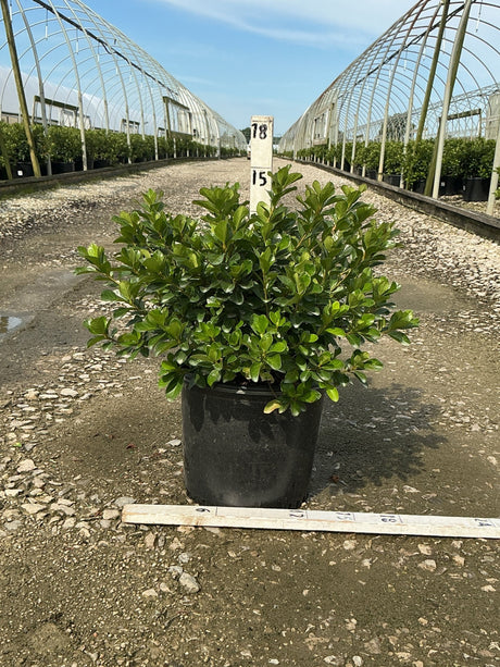 Girard's Crimson Azalea shrub in a #3 black nursery container at a greenhouse growing facility.