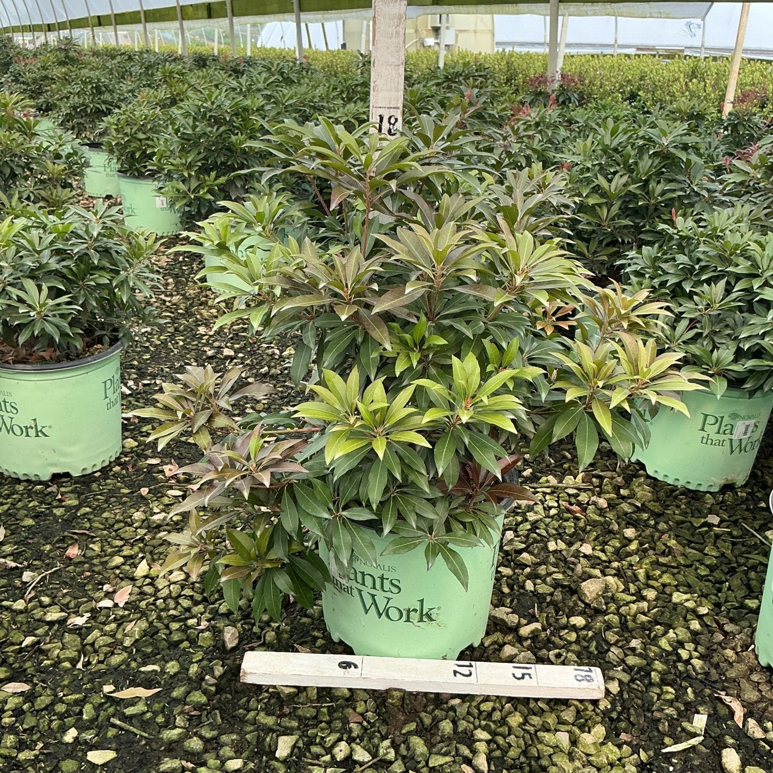 Katsura Pieris shrub in a #3 nursery container inside a greenhouse, showing mixed green and burgundy foliage.