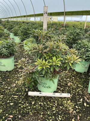 Katsura Pieris shrub in a #3 nursery container inside a greenhouse, showing mixed green and burgundy foliage.