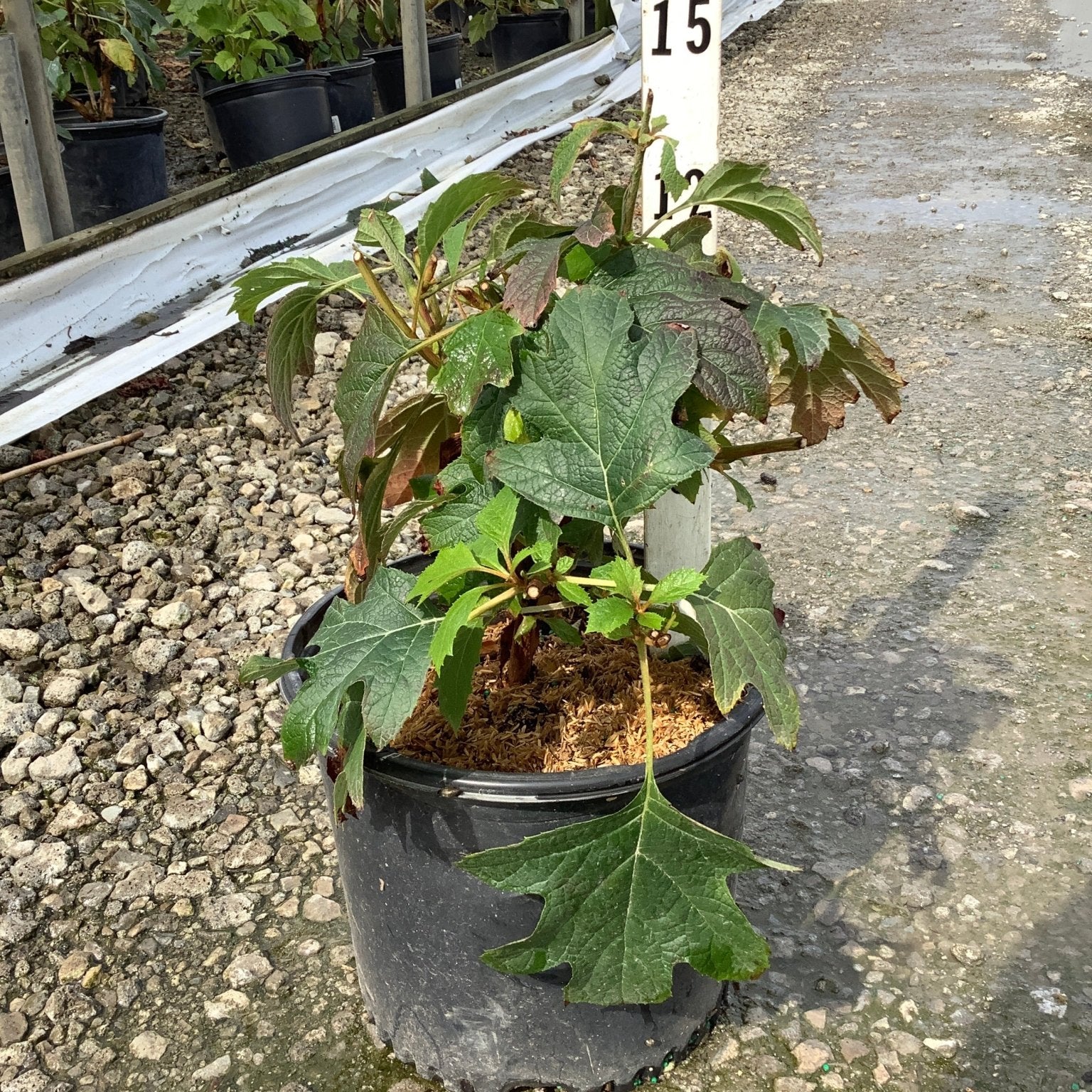Alice Oakleaf Hydrangea in a #3 container showing large lobed green foliage with reddish new growth inside a greenhouse nursery.