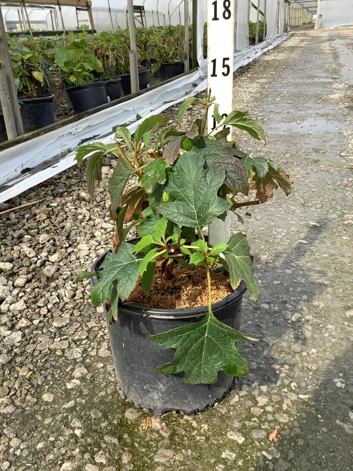 Alice Oakleaf Hydrangea in a #3 container showing large lobed green foliage with reddish new growth inside a greenhouse nursery.