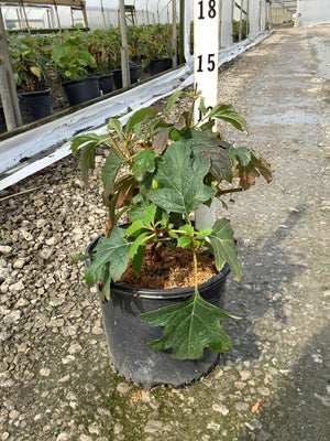 Alice Oakleaf Hydrangea in a #3 container showing large lobed green foliage with reddish new growth inside a greenhouse nursery.