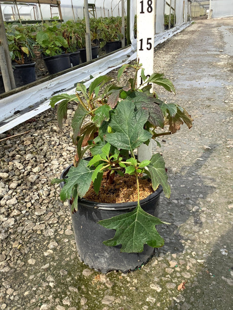 Alice Oakleaf Hydrangea in a #3 container showing large lobed green foliage with reddish new growth inside a greenhouse nursery.
