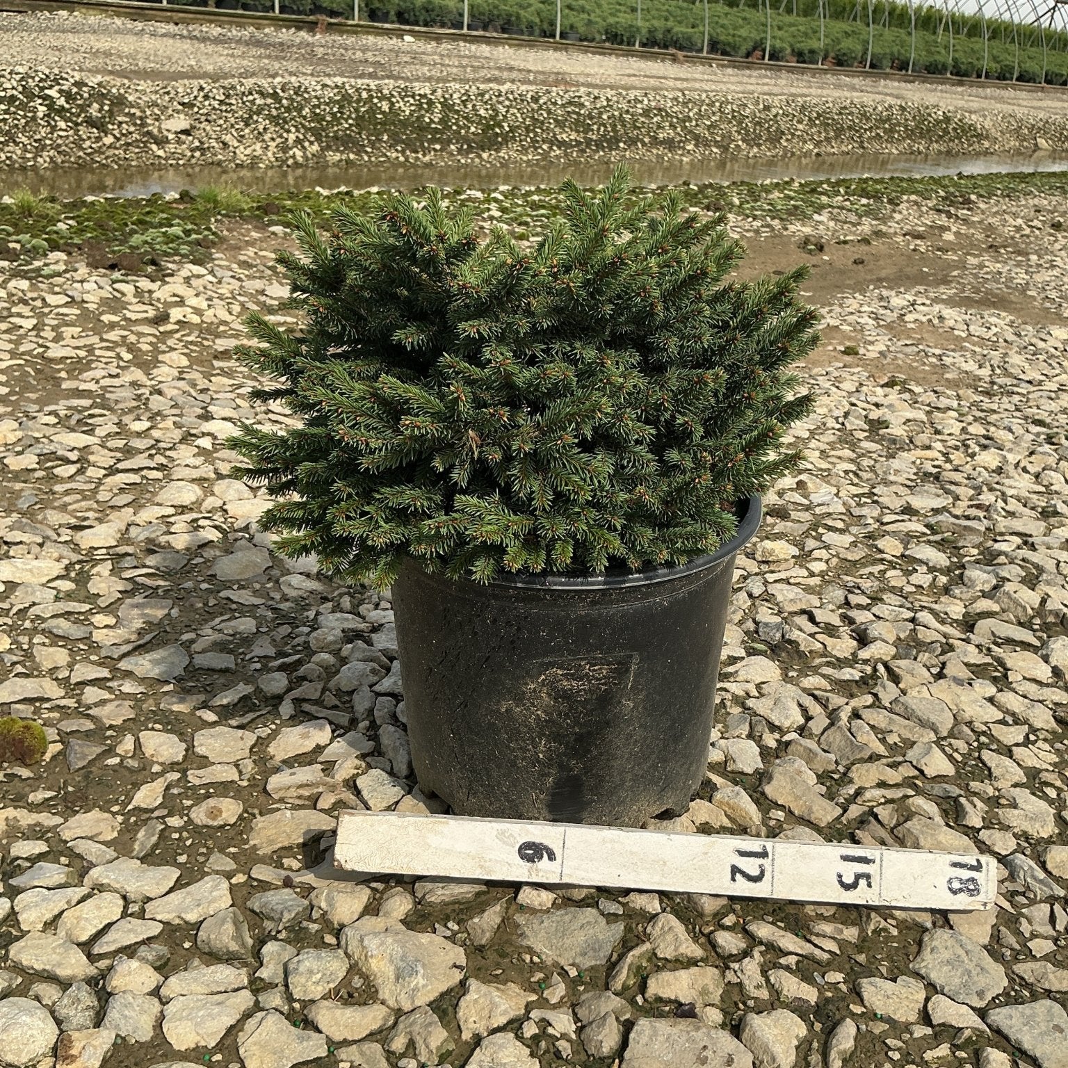 Dwarf Norway Spruce Picea abies Pumila in a #3 container with dense mounding evergreen foliage at a nursery.
