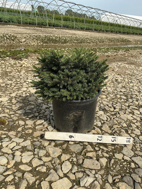 Dwarf Norway Spruce Picea abies Pumila in a #3 container with dense mounding evergreen foliage at a nursery.