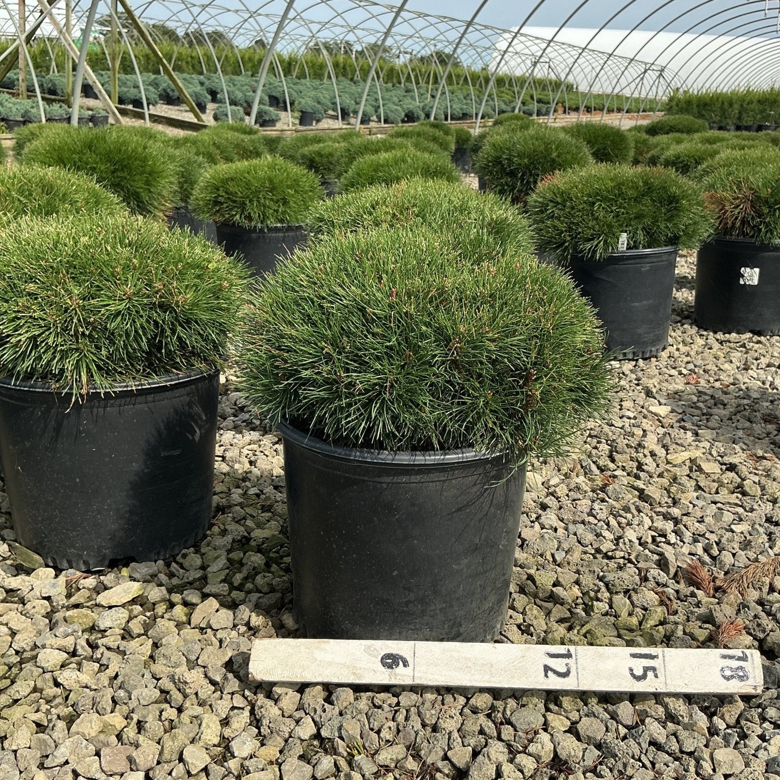 Pinus mugo 'Enci' dwarf mugo pines growing in black nursery containers on a gravel bed inside a greenhouse.