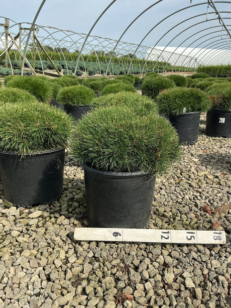 Pinus mugo 'Enci' dwarf mugo pines growing in black nursery containers on a gravel bed inside a greenhouse.