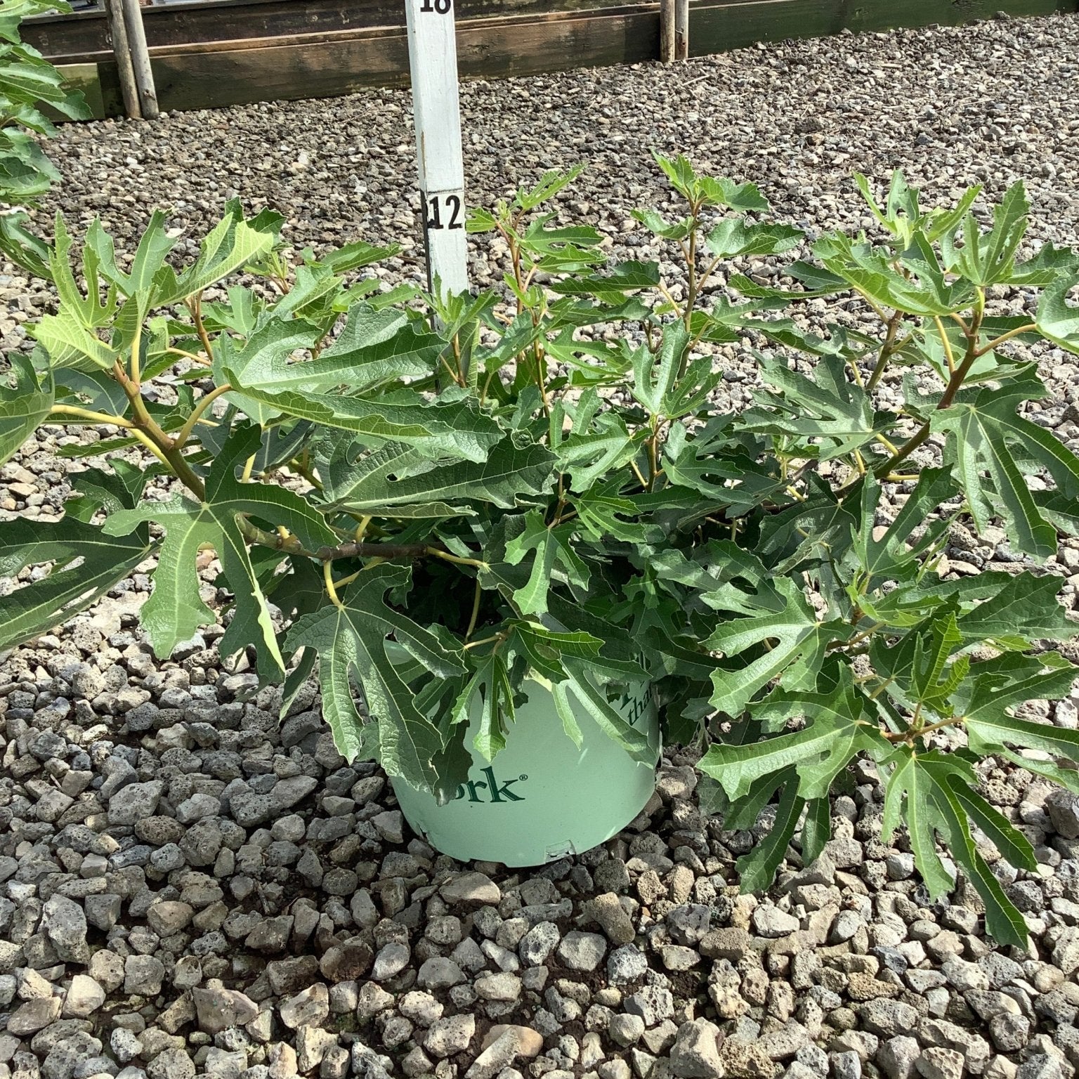 Violette de Bordeaux Fig Tree in a nursery container showing deeply lobed green foliage on a gravel bed.