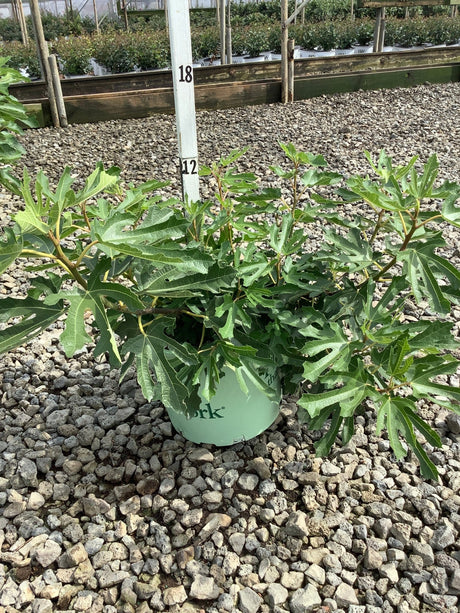 Violette de Bordeaux Fig Tree in a nursery container showing deeply lobed green foliage on a gravel bed.