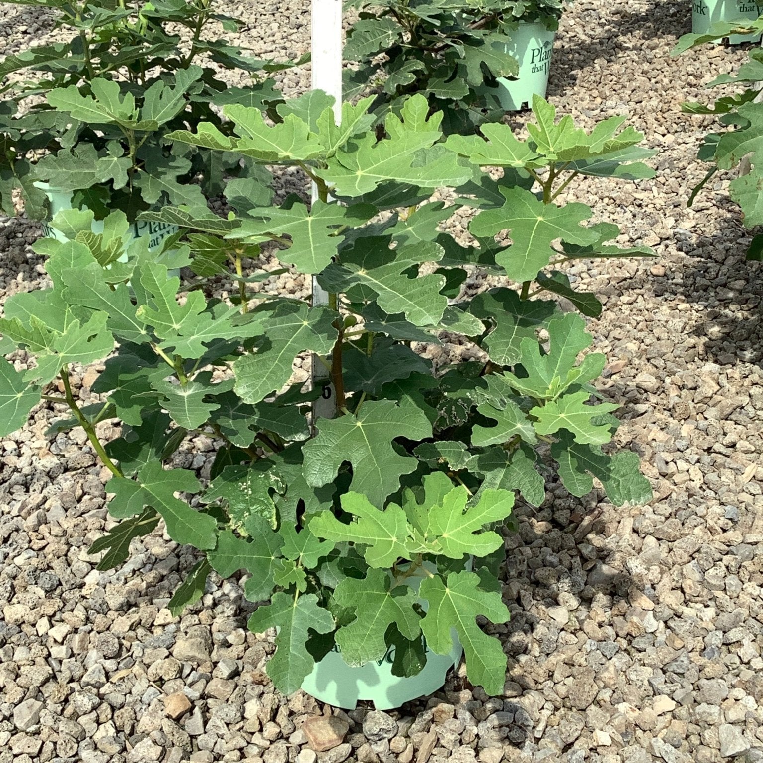 Fignomenal Dwarf Fig shrub in a nursery container showing dense lobed green foliage on gravel display bed.