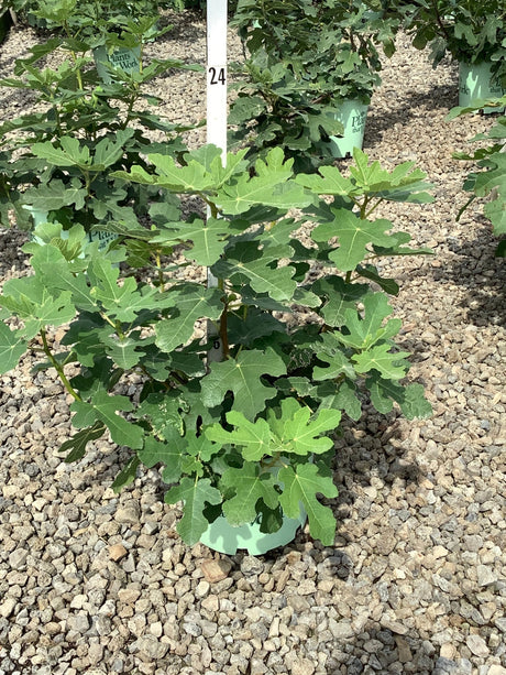 Fignomenal Dwarf Fig shrub in a nursery container showing dense lobed green foliage on gravel display bed.