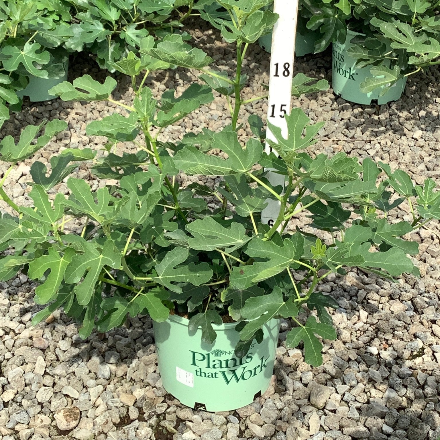 Olympian Fig Tree in a #3 container showing deeply lobed green foliage, displayed on gravel at a nursery.