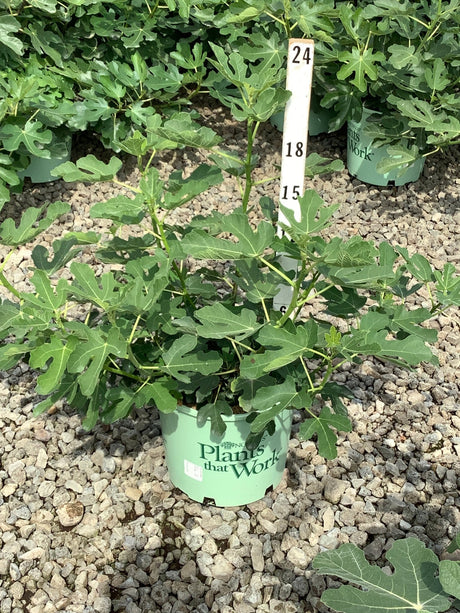 Olympian Fig Tree in a #3 container showing deeply lobed green foliage, displayed on gravel at a nursery.