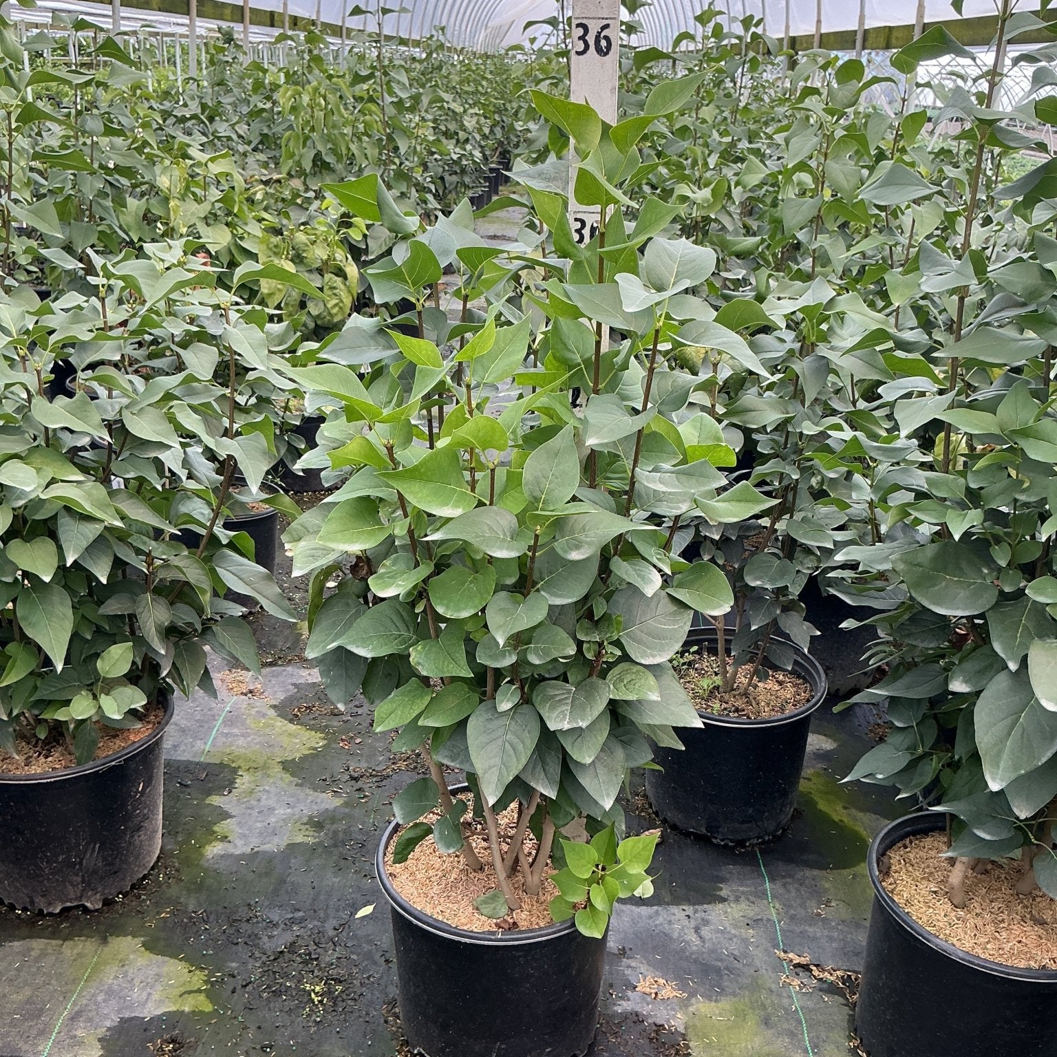 Common Purple Lilac shrubs in #3 containers growing in a greenhouse nursery, showing dense green foliage on multi-stem plants.