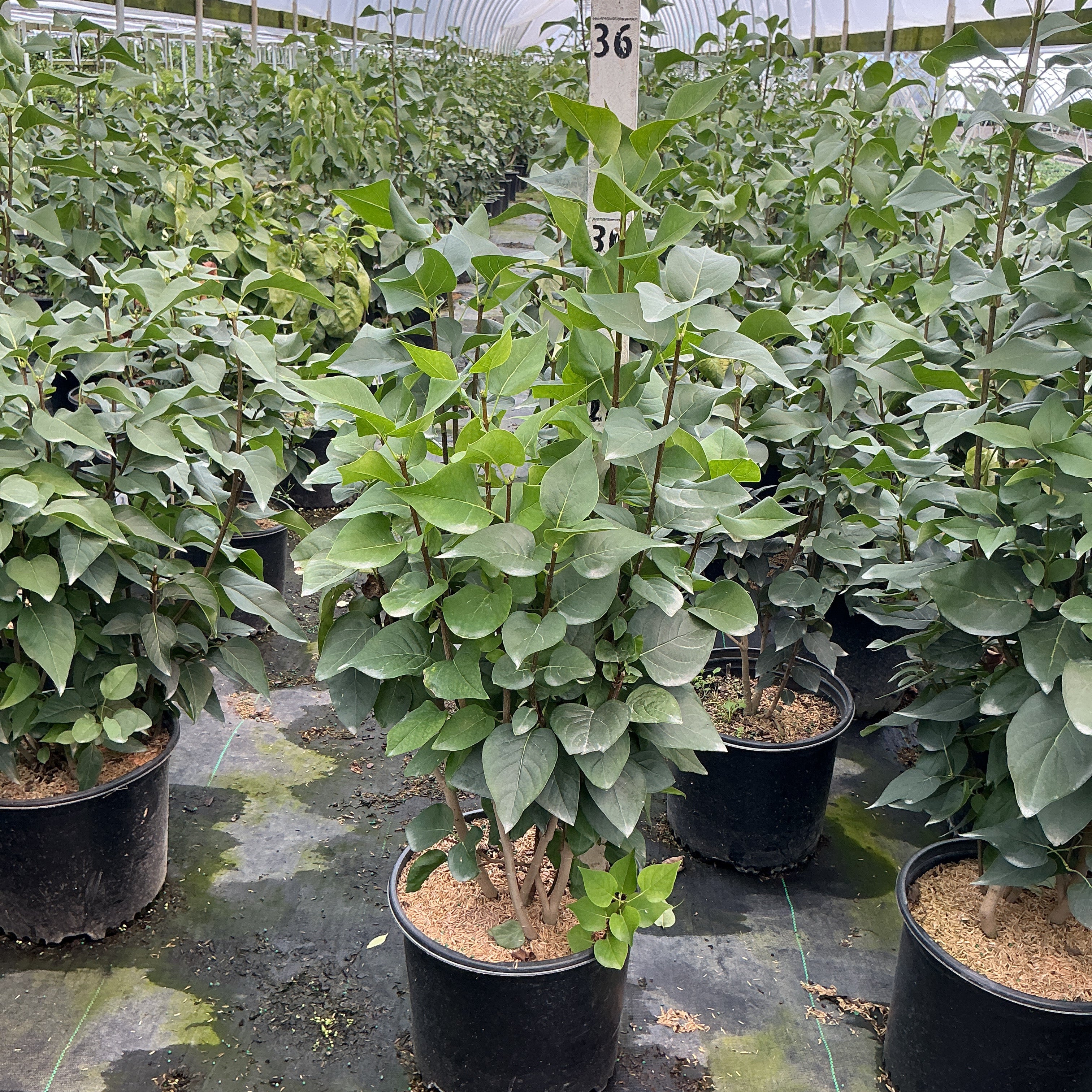 Common Purple Lilac shrubs in #3 containers growing in a greenhouse nursery, showing dense green foliage on multi-stem plants.