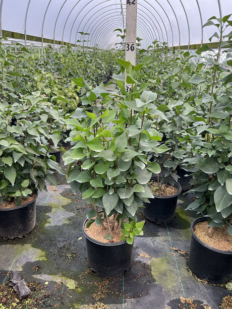 Common Purple Lilac shrubs in #3 containers growing in a greenhouse nursery, showing dense green foliage on multi-stem plants.
