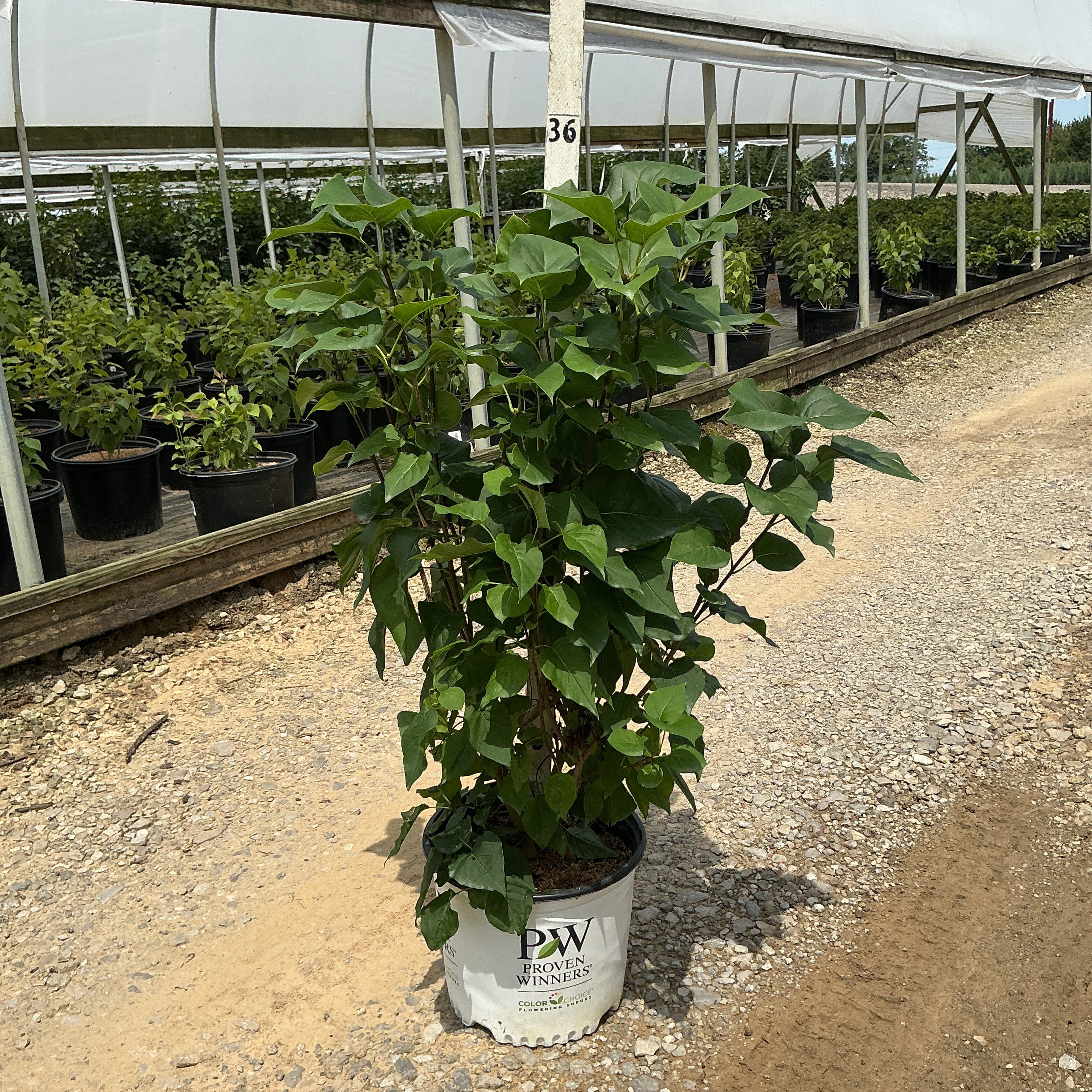 Scentara Double Blue Lilac shrub in a Proven Winners #3 container at a nursery, showing dense green foliage.