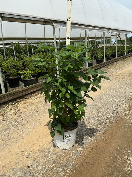 Scentara Double Blue Lilac shrub in a Proven Winners #3 container at a nursery, showing dense green foliage.