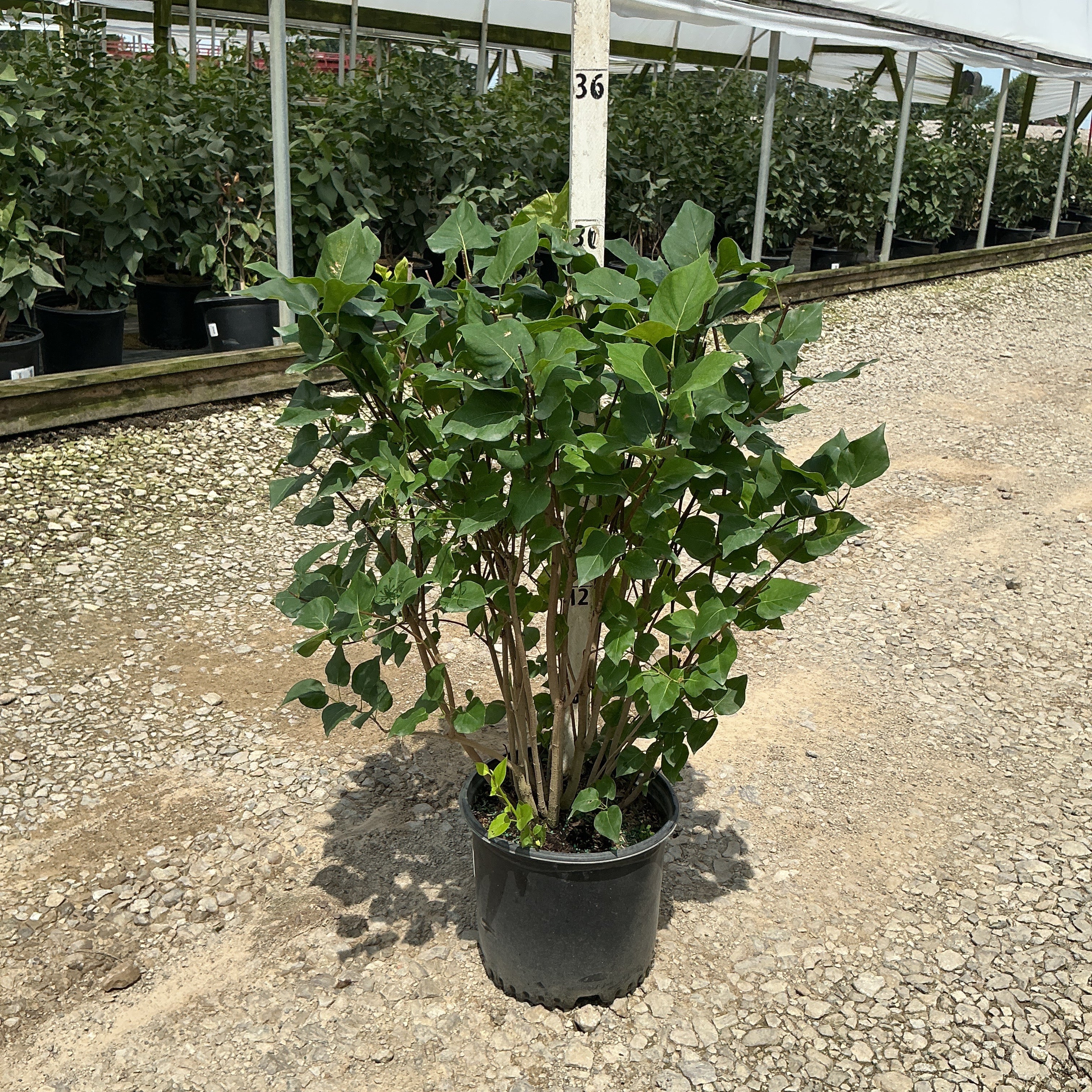 New Age Lavender Lilac shrub in a #3 container showing dense green foliage and multi-stem habit at a nursery.