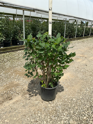 New Age Lavender Lilac shrub in a #3 container showing dense green foliage and multi-stem habit at a nursery.