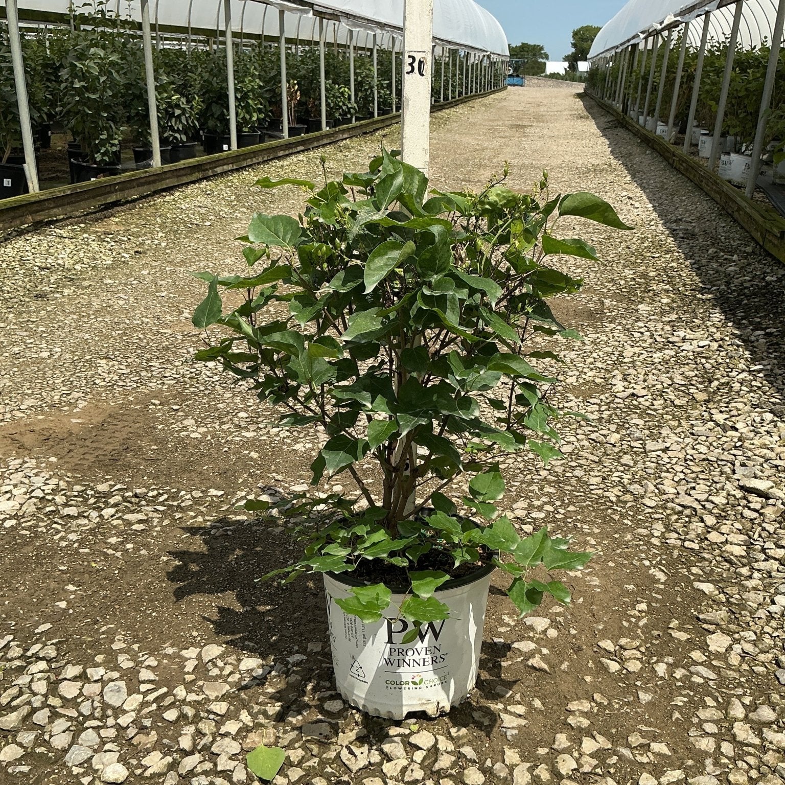 Scentara Pura Lilac shrub in a Proven Winners #3 container, showing dense green foliage at a nursery greenhouse.