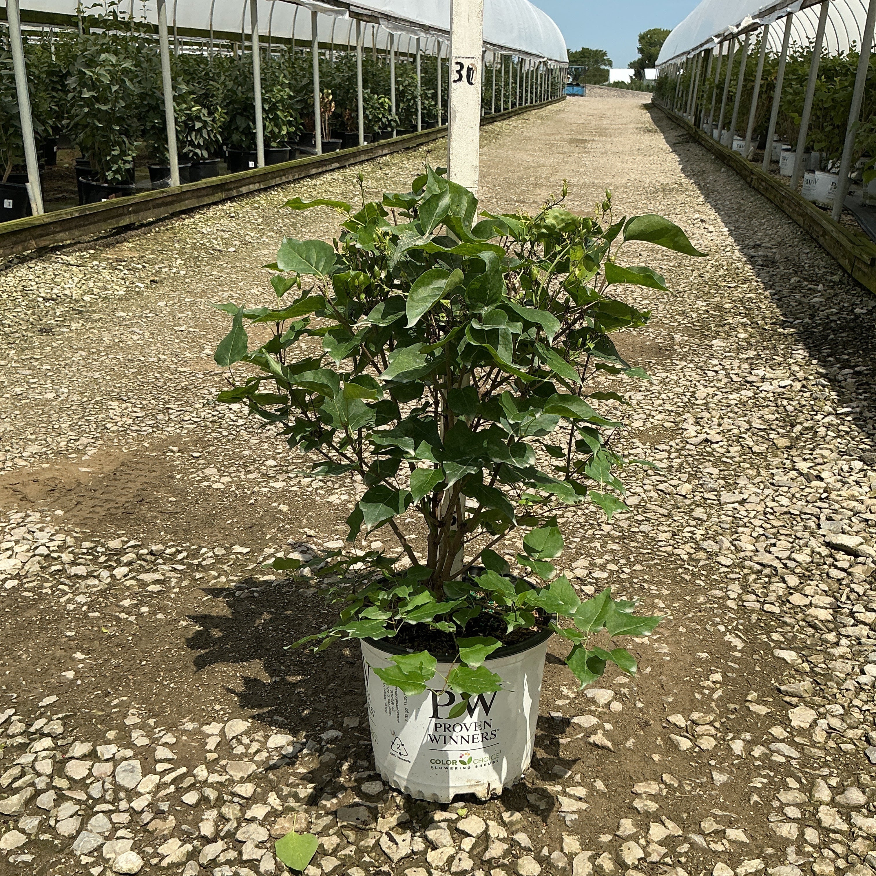 Scentara Pura Lilac shrub in a Proven Winners #3 container, showing dense green foliage at a nursery greenhouse.