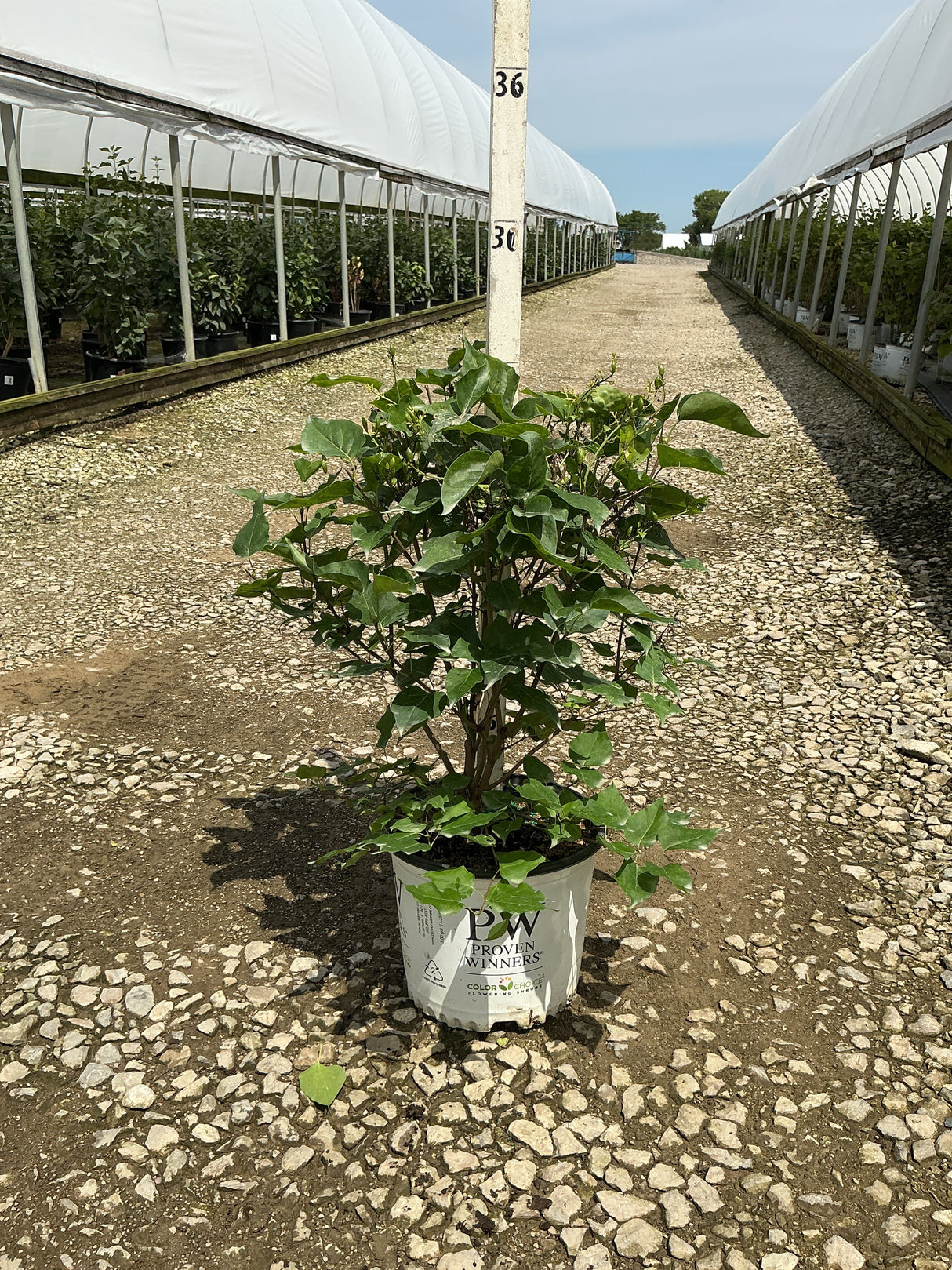 Scentara Pura Lilac shrub in a Proven Winners #3 container, showing dense green foliage at a nursery greenhouse.