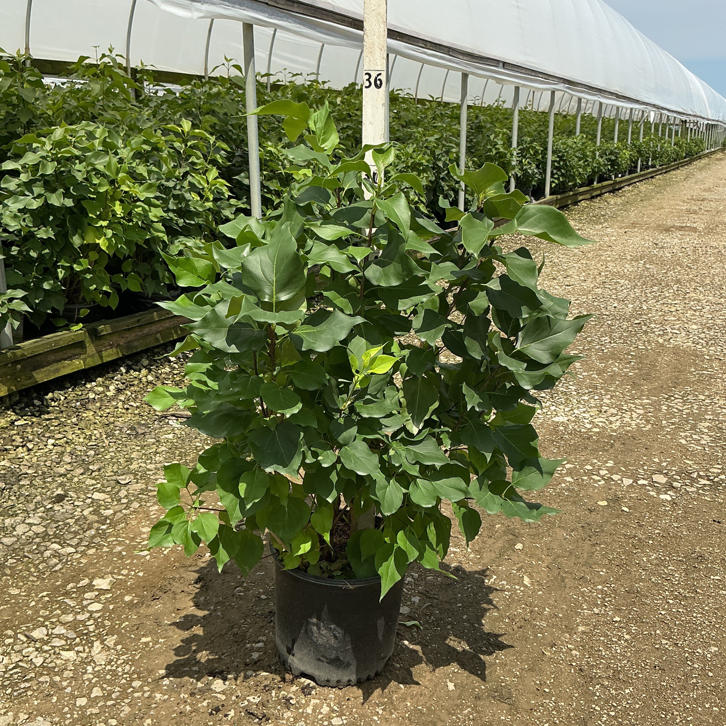 New Age White Lilac shrub in a #3 container at a nursery, showing dense dark green foliage on multiple stems.
