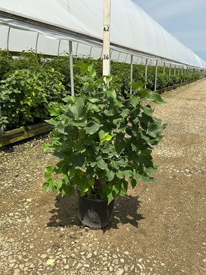 New Age White Lilac shrub in a #3 container at a nursery, showing dense dark green foliage on multiple stems.