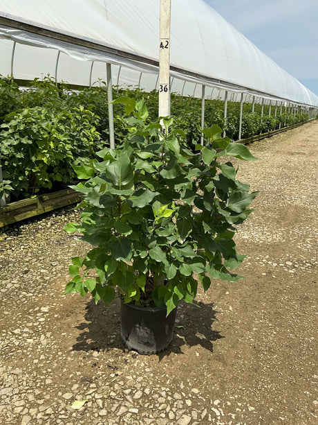 New Age White Lilac shrub in a #3 container at a nursery, showing dense dark green foliage on multiple stems.