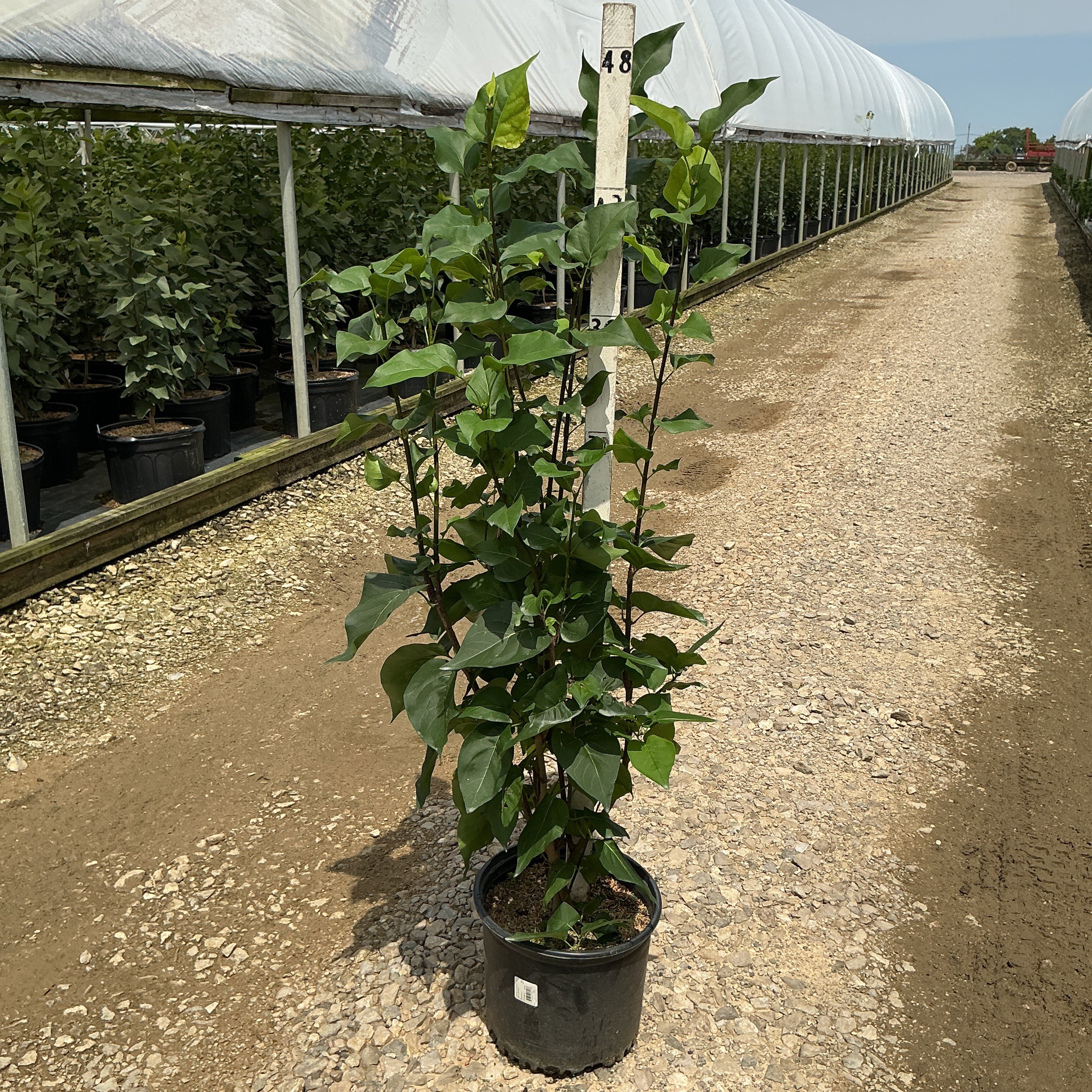 Declaration Lilac shrub in a #3 container showing upright multi-stem habit with dark green foliage at a nursery.