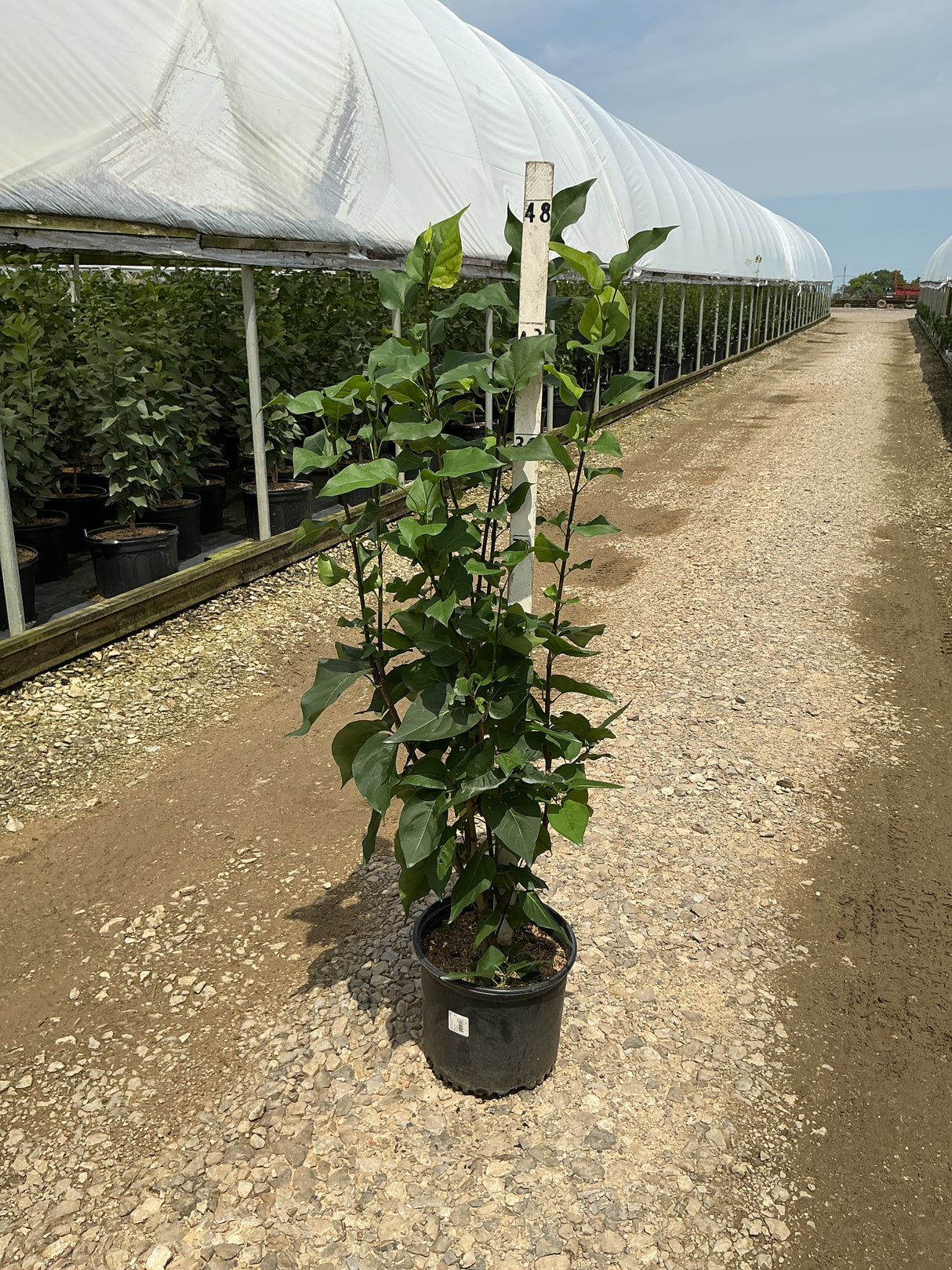 Declaration Lilac shrub in a #3 container showing upright multi-stem habit with dark green foliage at a nursery.