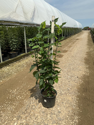 Declaration Lilac shrub in a #3 container showing upright multi-stem habit with dark green foliage at a nursery.
